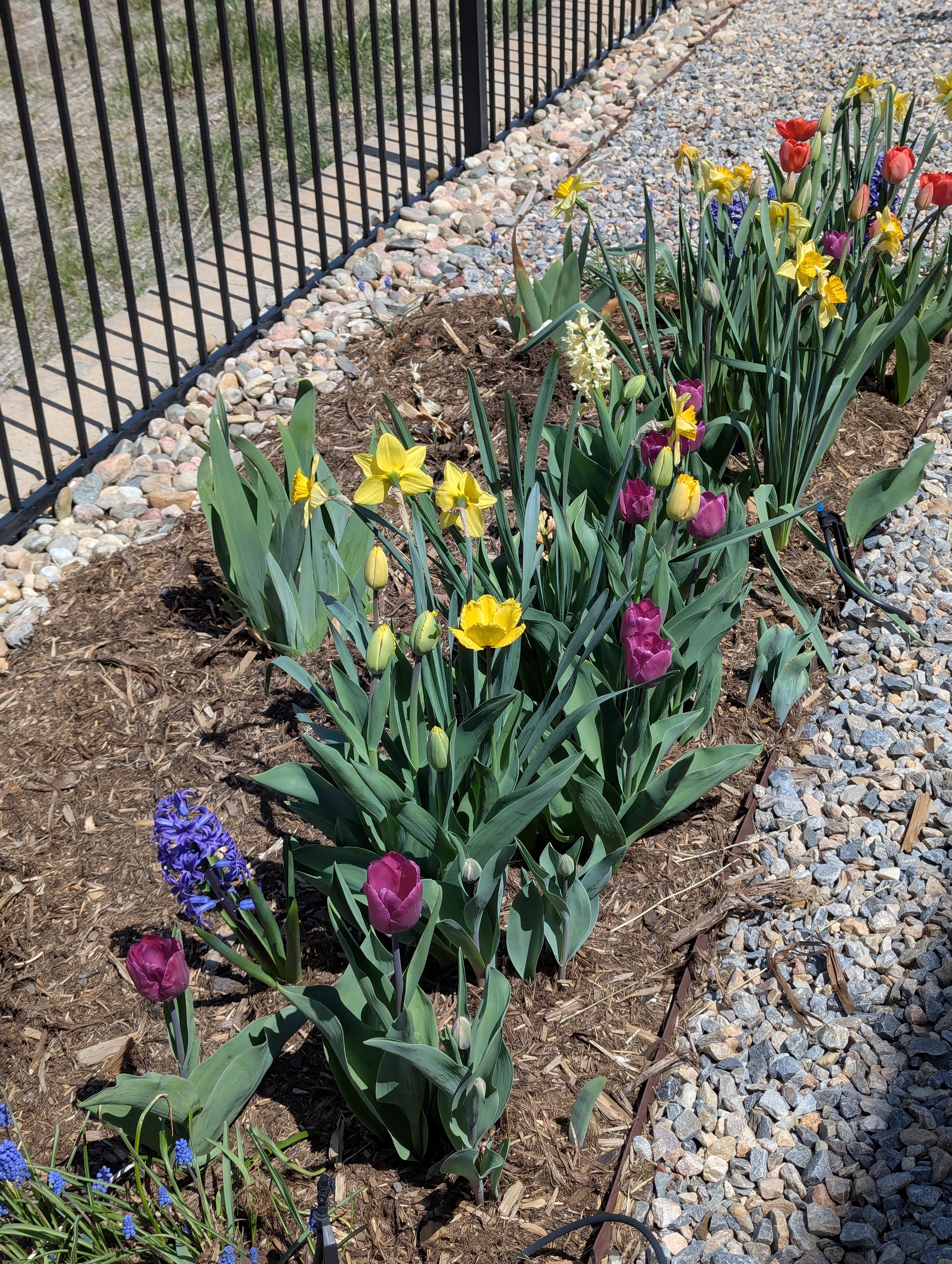 Garden, Flowers, Morrison, Colorado